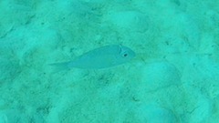 Gymnocranius superciliosus