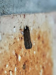 Cryptaspasma sordida