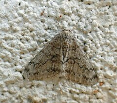 Phigalia strigataria