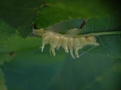 Caryomyia ansericollum