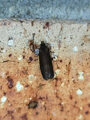 Cryptaspasma sordida