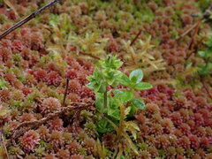 Gentiana platypetala