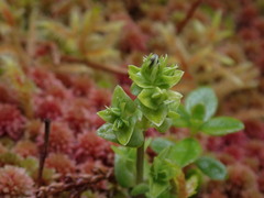 Gentiana platypetala