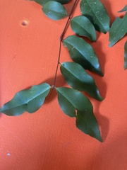 Pilidiostigma tropicum