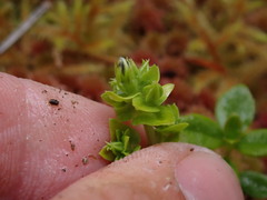 Gentiana platypetala