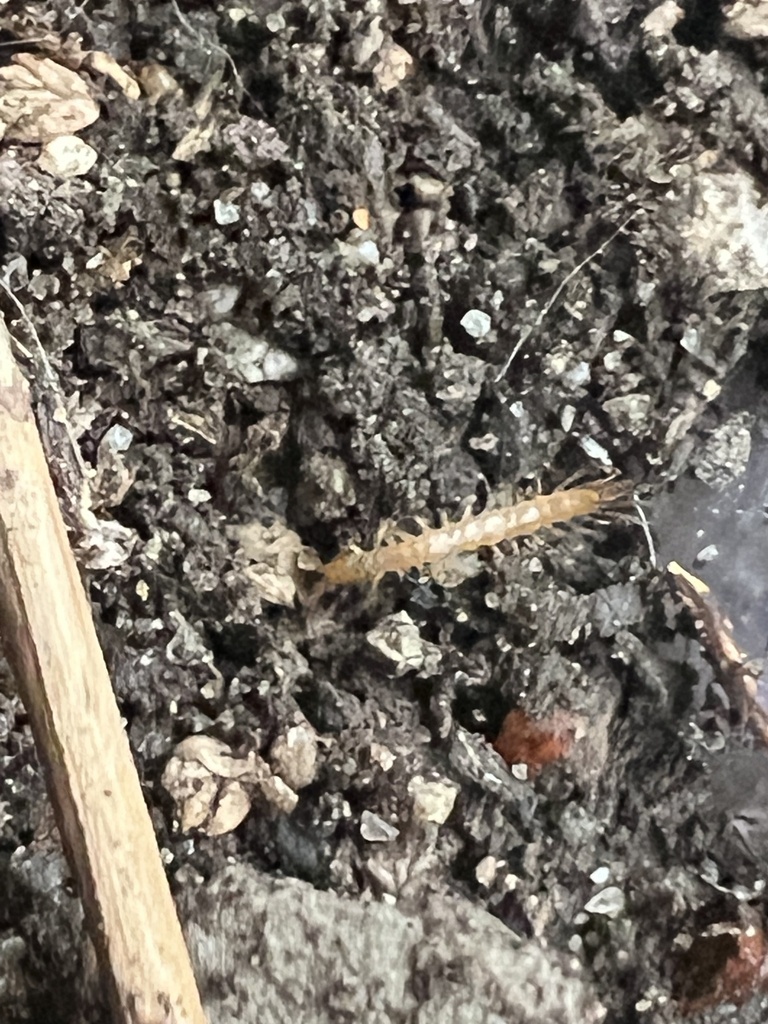 Stone Centipedes From Waverly Ave, San Antonio, Tx, Us On February 13 