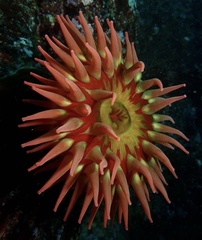 Urticina piscivora