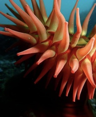 Urticina piscivora