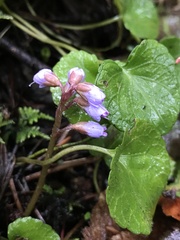 Veronica regina-nivalis