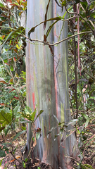 Eucalyptus deglupta