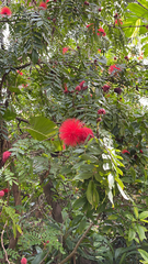 Calliandra haematocephala