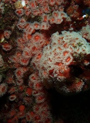 Corynactis californica