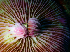 Fungia fungites