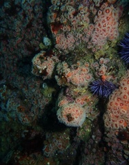 Corynactis californica