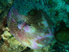 Fungia fungites