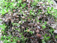 Centipeda minima minima