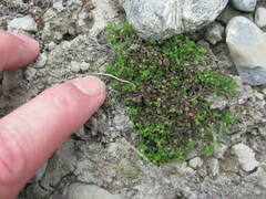 Centipeda minima minima