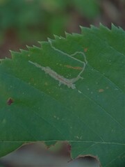 Caloptilia ostryaeella