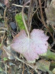 Tellima grandiflora