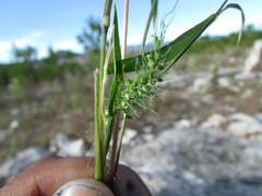 Setaria grisebachii