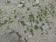 Centipeda minima minima