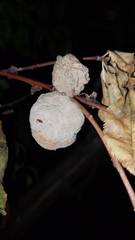 Monilinia