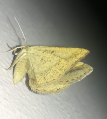 Isturgia arenacearia