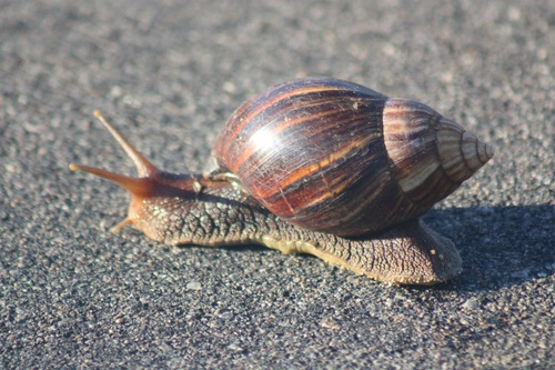 Lissachatina immaculata