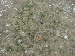 Centipeda minima minima