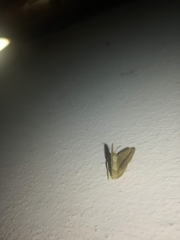 Isturgia arenacearia