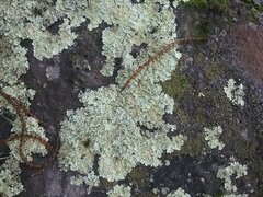 Flavoparmelia haysomii
