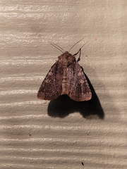 Cerastis tenebrifera