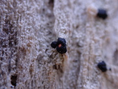 Mycoblastus sanguinarius