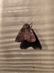 Cerastis tenebrifera