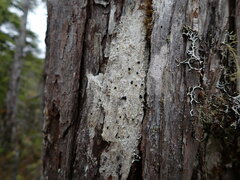 Mycoblastus sanguinarius