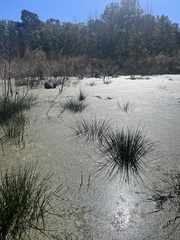 Juncus roemerianus