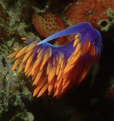Flabellinopsis iodinea