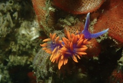 Flabellinopsis iodinea