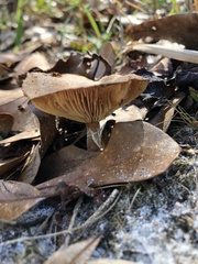 Desarmillaria caespitosa