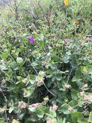 Mirabilis laevis