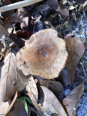 Desarmillaria caespitosa