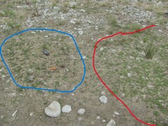 Centipeda minima minima