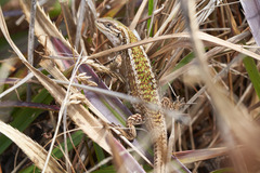 Liolaemus chiliensis