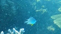 Amblyglyphidodon leucogaster