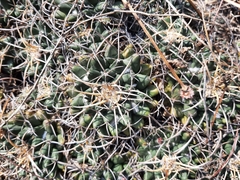 Mammillaria magnimamma