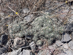 Mammillaria magnimamma