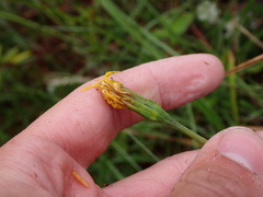 Microseris borealis