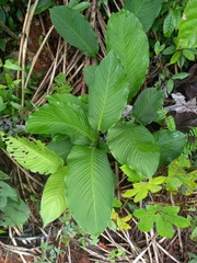 Goeppertia propinqua