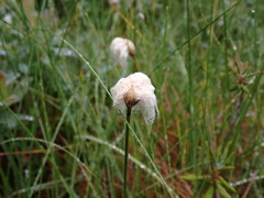 Eriophorum chamissonis