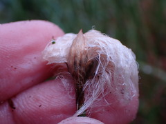 Eriophorum chamissonis